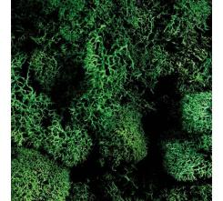 Efco Islandmoos dunkelgrün 50g 