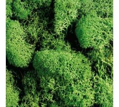 Efco Islandmoos hellgrün 50g 