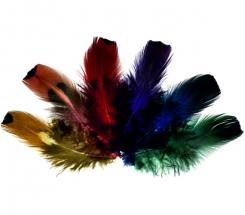 Fasan-Gold-Side Federn, 6-fach sort. ca. 6/8cm,  24 Stk. 