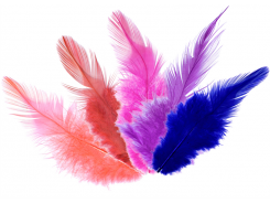 Hahnenfedern, bunt sort. ca. 10/12cm lang, 24 Stk. 