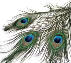 Pfauen Federn 3 Stk. ca. 30cm 