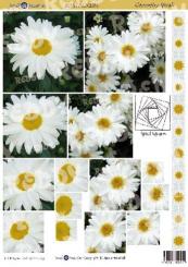 Reddycards 3D Pyramiden Bogen Margeriten von Jackie Henshall 