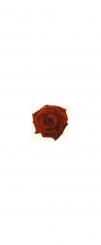 Schiebeblider : Rose rot 150mm 