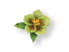 Sizzix Thinlits Stanzer Set 9tlg - Flower, Helleborus by Susan Tierney-Cockburn 