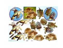 TBZ 3D Bogen geprägt - Schildkröten 1 