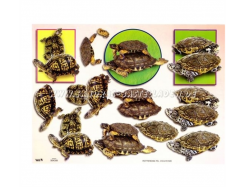 TBZ 3D Bogen geprägt - Schildkröten 3 