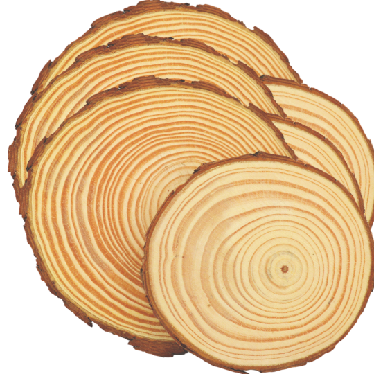 Baumscheiben mit Rinde 6er Set - Rund ø5-6cm ↕:0,5cm ø5-6cm ↕:0,5cm