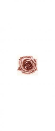 Schiebeblider : Rose rosé 150mm 