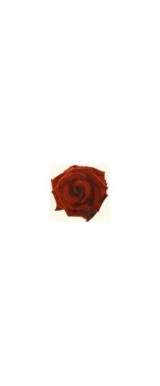 Schiebeblider : Rose rot 120mm 