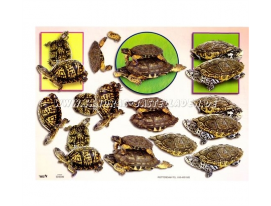 TBZ 3D Bogen geprägt - Schildkröten 3 