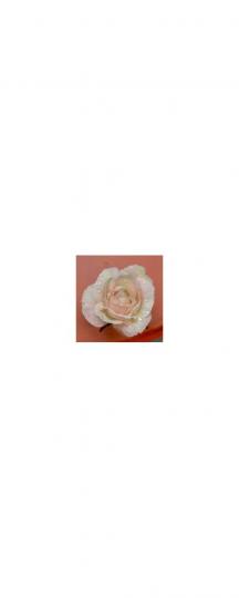 Teichrose schwimmend crememix 6 Stk 